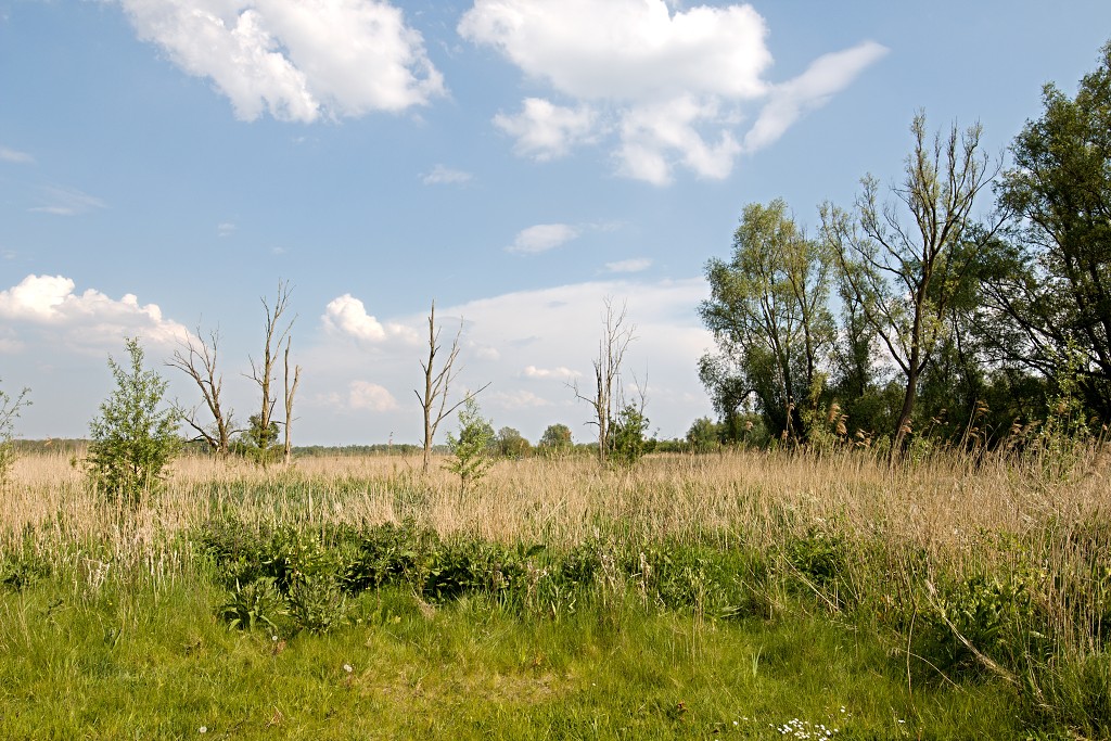 brabant biesbosch biesbos nationaal park natuurgebied natuur bevers eendenkooi rondvaart recreatie